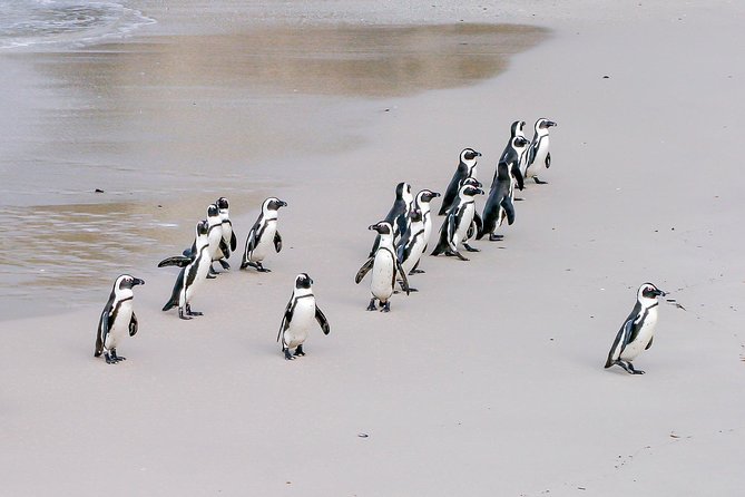 Cape Peninsula Cycle Tour - Why the 7:00 am start works so well on the Cape Peninsula