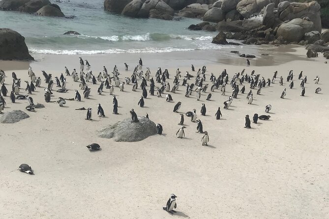 Cape Peninsula Cycle Tour - Cape Point Ostrich Farm: a playful break from the coastline focus