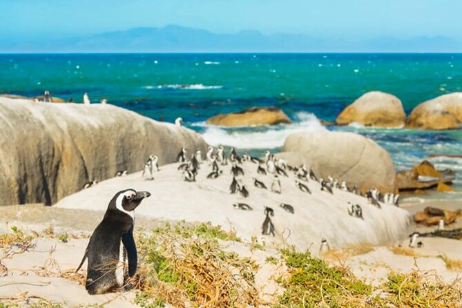 Cape Peninsula Day Tour - Kalk Bay Harbour: a quick local pause with seals and rainbow boats