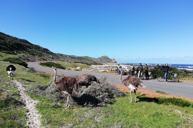 Cape Peninsula E-bike Cycle with Vehicle - Private Tour - Why the vehicle backup changes the whole day