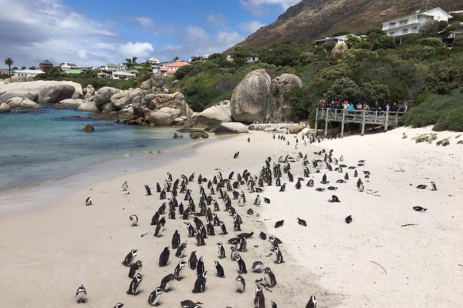 Cape Peninsula E-bike Cycle with Vehicle - Private Tour - Chapmans Peak is the wow moment, but the pacing is what sells it