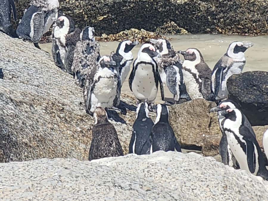 Cape Peninsula Full Day Tour In Private Car - Chapman’s Peak Drive: the toll is included and the timing matters