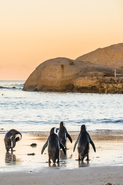 Cape Peninsula & Penguins Beach Half Day Tour from Cape Town - The real value: what your $36 gets you, plus what to budget