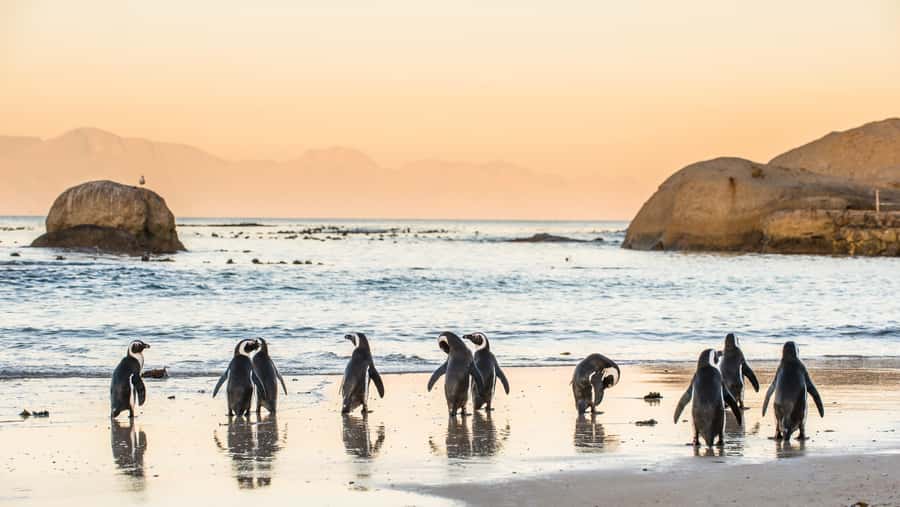 Cape Peninsula & Penguins Beach Half Day Tour from Cape Town - From your pickup to Maiden’s Cove, the scenic intro sets the tone