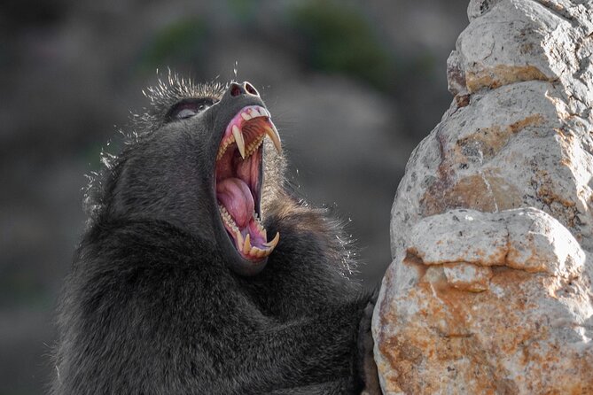 Cape Peninsula & Penguins Private Day Tour, Entrances Included. - Cape Point Nature Reserve: wildlife, vegetation, and serious coastal views