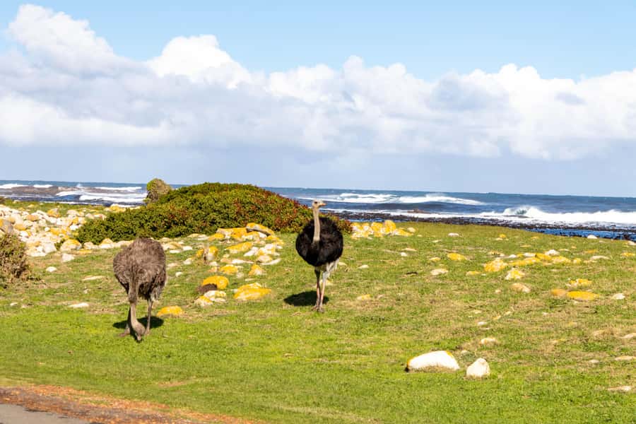 Cape Peninsula: Private Full Day Tour - Lunch with views, then Simon’s Town’s naval charm