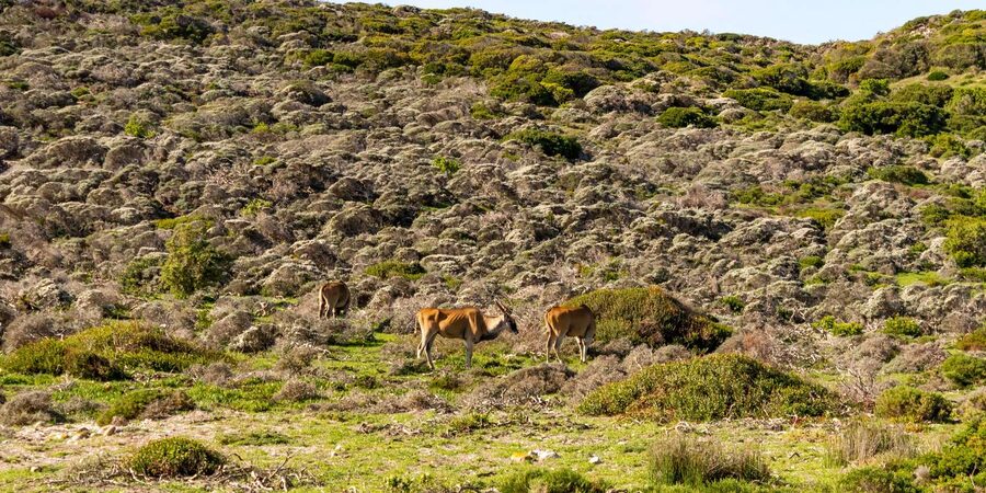 Cape Peninsula: Private Half Day Tour - Wildlife Beyond Penguins: Ostriches, Monkeys, and the Surprise Moments