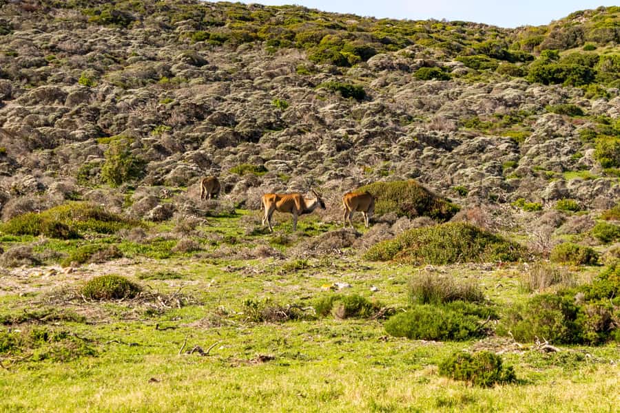 Cape Peninsula: Private Half Day Tour - Practical Tips So the Day Feels Effortless