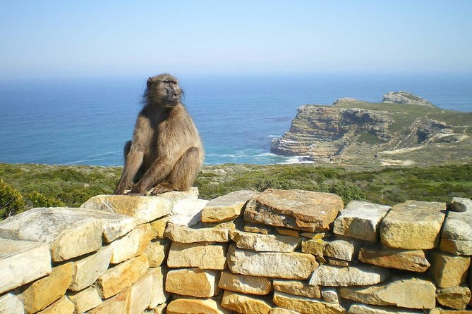 Cape Peninsula Private Tour - Chapman’s Peak Drive plus a story stop on Apartheid
