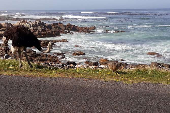 Cape Peninsula Private Tour - Cape of Good Hope: the 45-minute walk link and what to expect