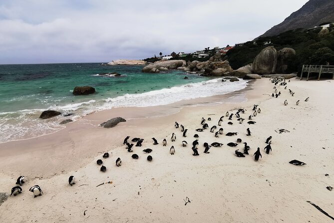 Cape Peninsula Private Tour In Cape Town South Africa - Key things that make this Cape Peninsula private day worth it