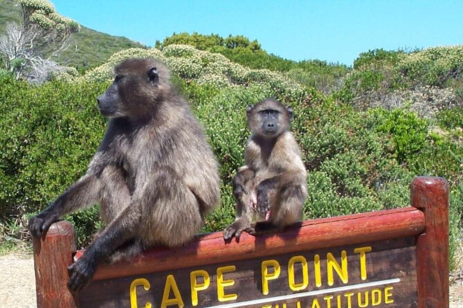 Cape Peninsula Private Tour In Cape Town South Africa - Cape of Good Hope: the photo stop that feels like a finish line