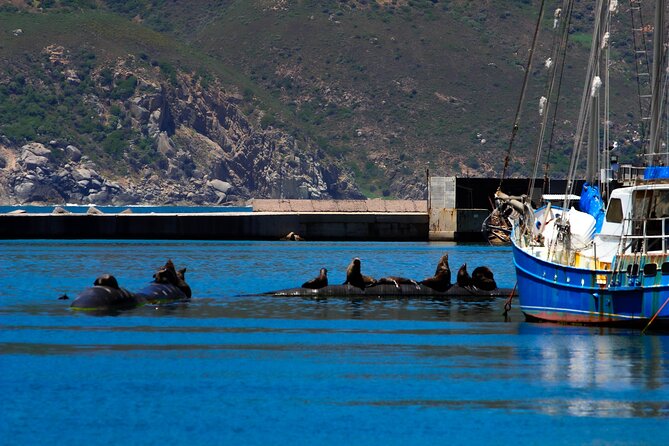 Cape Peninsula Private Tour Include Park Fees - Cape of Good Hope and Cape Point: ocean meeting stories, lighthouse time, and wildlife spotting