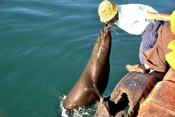 Cape Peninsula Private Tour - Getting around: a/c comfort and fewer decision headaches
