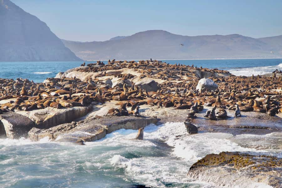 Cape Peninsula Shared Half-Day Tour - Hout Bay and Chapman’s Peak Drive: the road with the backstory