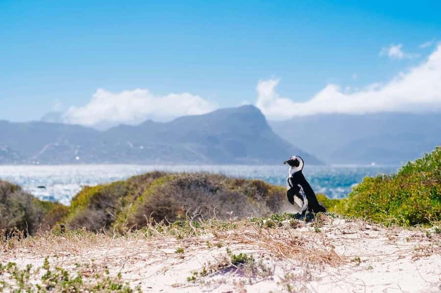 Cape Peninsula Shared Half-Day Tour - Clifton and Camps Bay: big shoreline energy, minimal effort