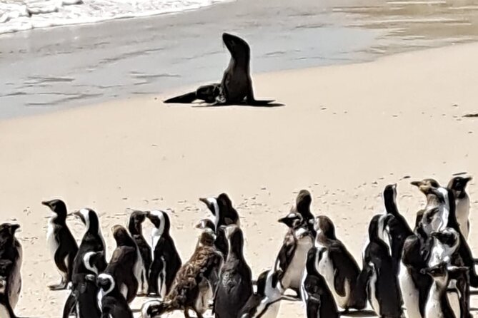 Cape Peninsula Tour Cape Town City - A smooth Cape Peninsula day, built around major stops