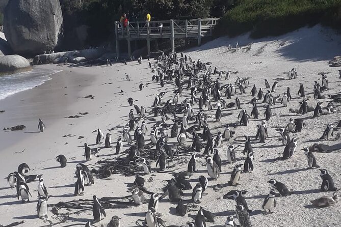 Cape Peninsula Tour Cape Town City - Boulders Beach penguin colony, what you pay for and why