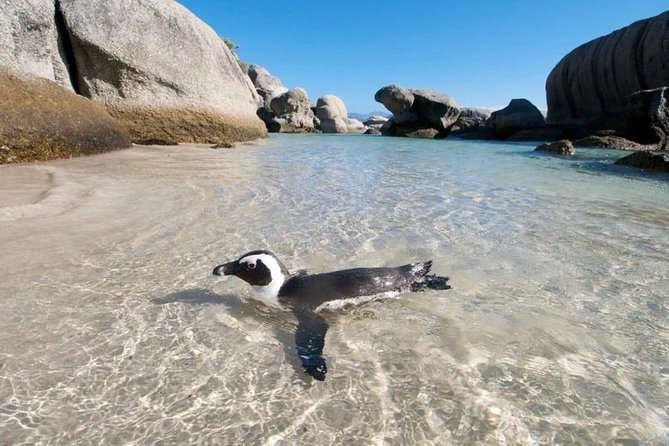 Cape Peninsula Tours - The Cape Peninsula route: why this combo works