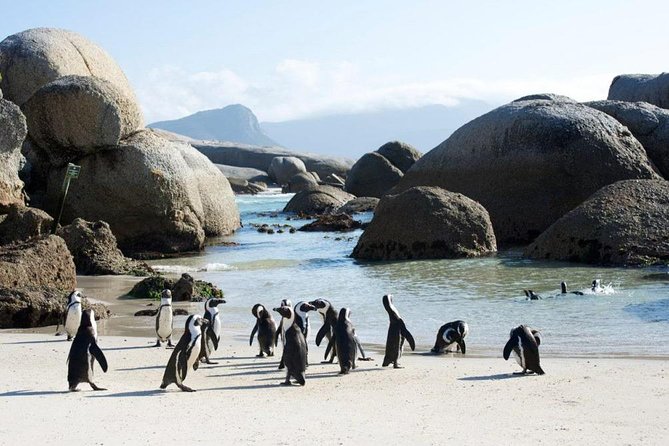 Cape Peninsula Tours - Cape Point guided time: the two oceans plus Cape of Good Hope coast