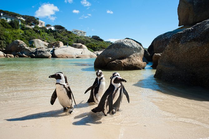 Cape Point and Boulder's Penguins Full Day Tour - Cape Point Nature Reserve: Two Reserve Passes and a Wildlife-Spotting Mindset