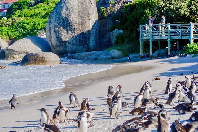 Cape Point and Boulder's Penguins Full Day Tour - Seal Island and Hout Bay: Choose Your Sea Option