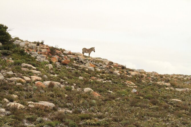 Cape Point and Cape of Good Hope day tour Up to 10 persons - Cape Town to the two capes, with a guide who sets the pace
