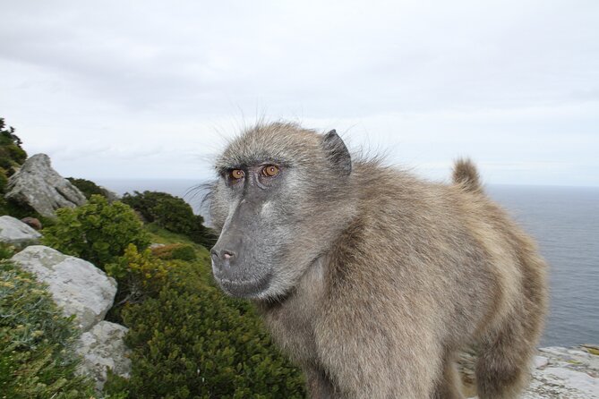 Cape Point and Cape of Good Hope day tour Up to 10 persons - The drive feels like a road trip, not a long wait