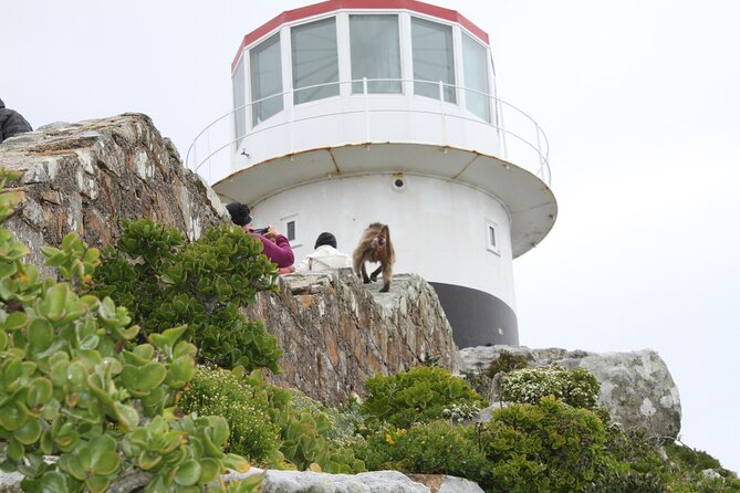 Cape Point and Cape of Good Hope day tour Up to 10 persons - False Bay coastal stops: sharks, fishing boats, and seaside life