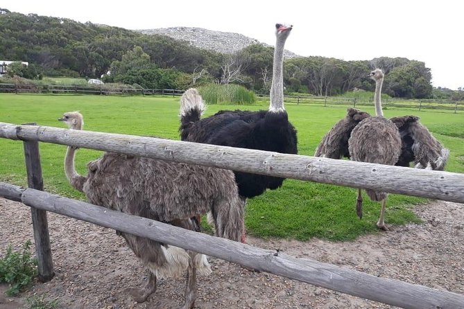 Cape Point, Boulder's Beach in Private Car Entrance Fees Included - Boulders Beach Penguin Colony: The Stop You Actually Wait For