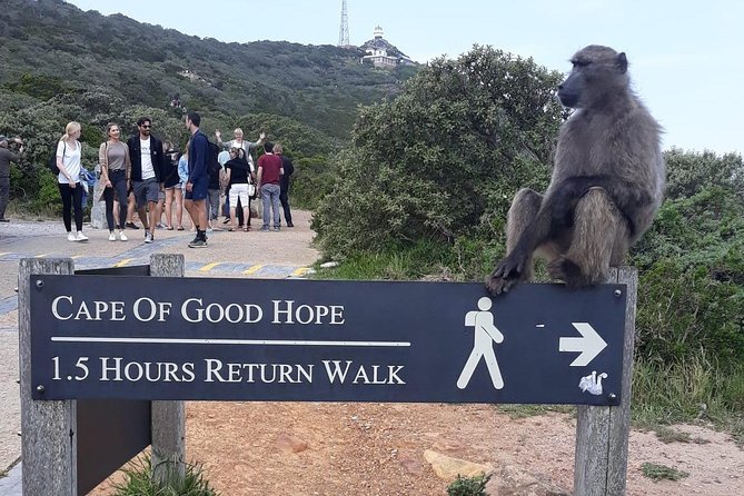 Cape Point, Boulder's Beach in Private Car Entrance Fees Included - Weather, Fog, and Why Flexibility Is Part of the Deal