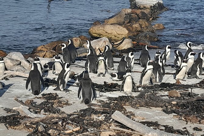 Cape Point Cape Of Good Hope And Penguins Private Tour - Cape of Good Hope: what you’re really paying for