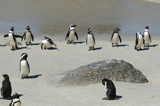 Cape Point ,Cape of Good Hope and Table Mountain Tour . - Cape Point Nature Reserve: give it time, because the payback is real