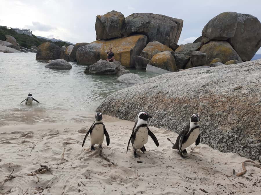 Cape Point Cape of Good Hope, Penguins Private Half day Tour - Atlantic Seaboard first, then False Bay: the route matters