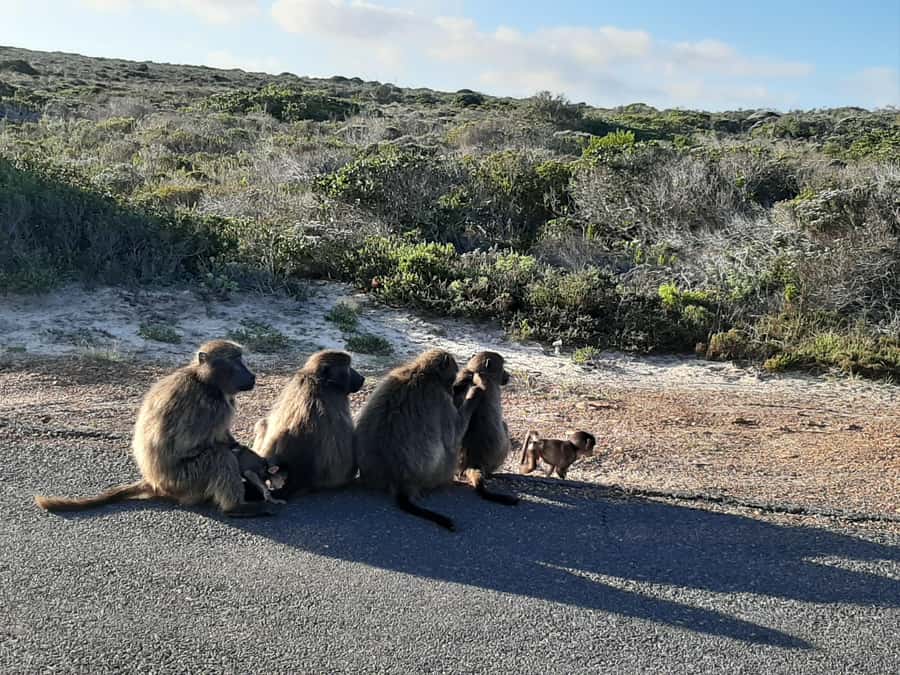 Cape Point Cape of Good Hope, Penguins Private Half day Tour - Cape Point and the old lighthouse walk: where the oceans feel close