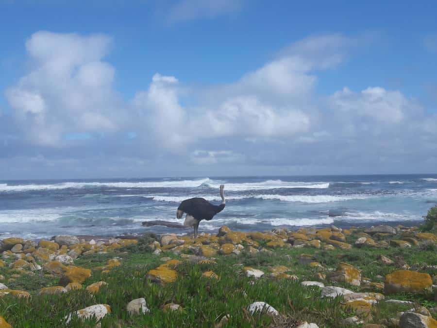 Cape Point Cape of Good Hope, Penguins Private Half day Tour - Chapman’s Peak Drive: the photo stop you’ll keep thinking about