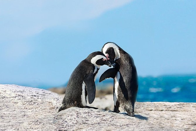 Cape Point Explore with Boulder's Penguins Small Group Day Tour - Cape Peninsula in One Day, With Hout Bay as Your First Reset