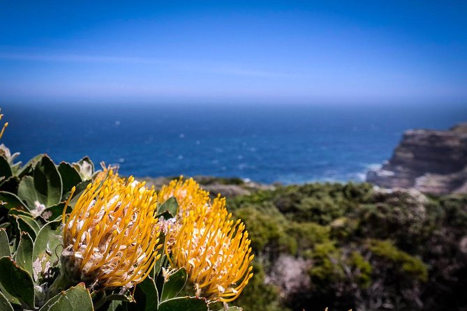 Cape Point Explore with Boulder's Penguins Small Group Day Tour - Duiker Island Seal Cruise: A Good Add-On if You Want Wildlife