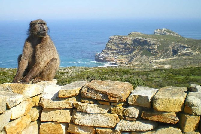 Cape Point Explore with Boulder's Penguins Small Group Day Tour - Small Group Comfort: Why 13 People Matters Here