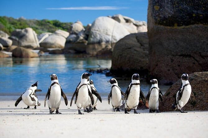 Cape Point Full Day Tour - Cape of Good Hope for short nature time and quick viewpoint energy