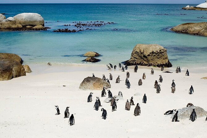 Cape Point Full Day Tour - What to expect from the guide, and why it matters here