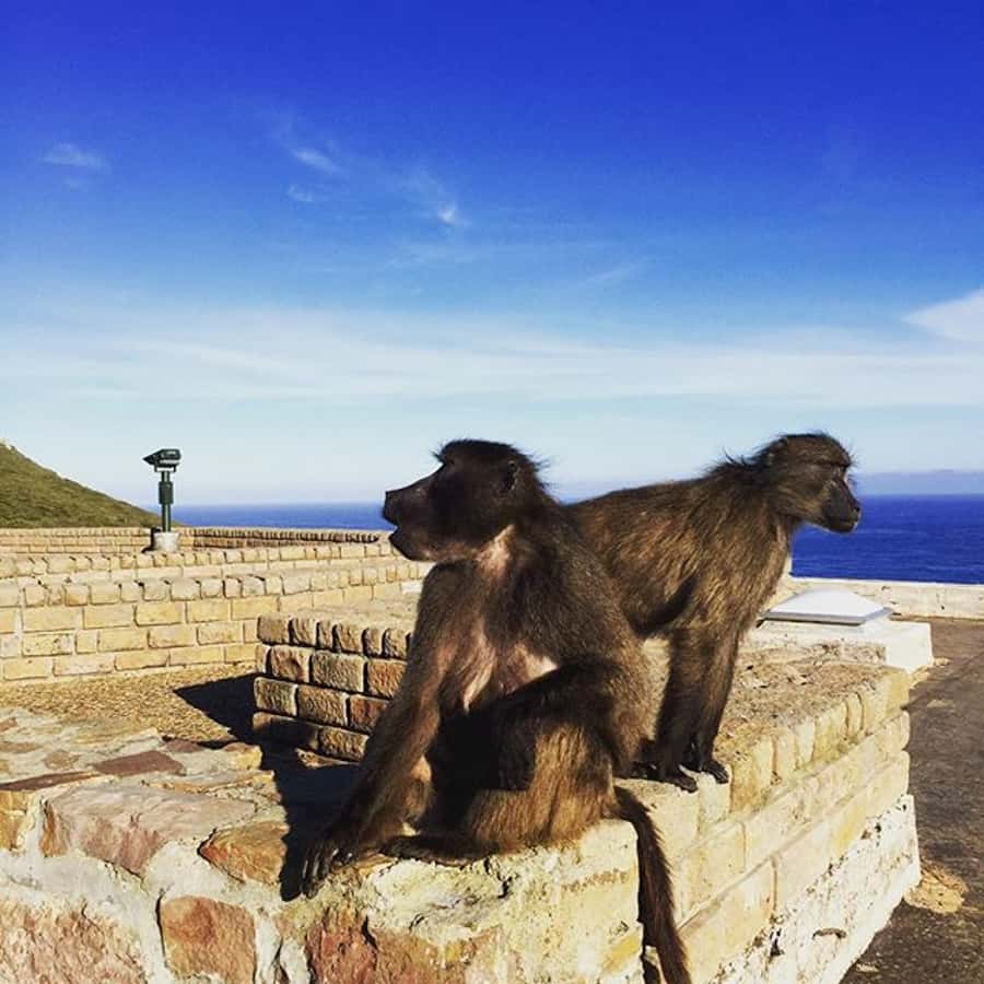 Cape Point Full-Day Tour From Cape Town - Clifton Beach, Camps Bay, and Chapmans Peak Drive: the quick hits with big payoff