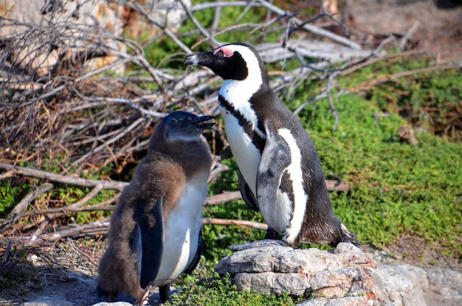 Cape Point Full-Day Tour From Cape Town - The return drive: Simons Town, penguins, and a coastal reality check