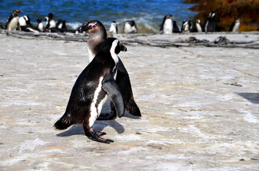Cape Point Full-Day Tour From Cape Town - Pickup, pacing, and what a 9-hour day really means