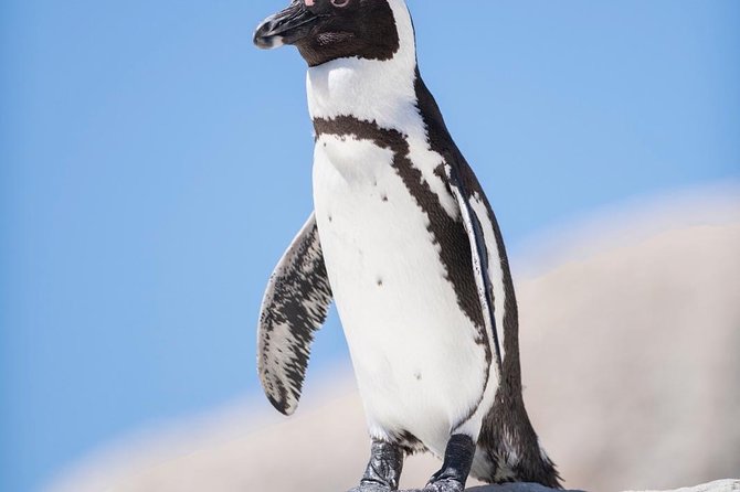 Cape Point Penguin Tour - Cape Point and Cape of Good Hope: finishing strong in the reserve