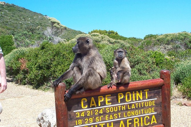 Cape Point & Penguins full day tour - Hout Bay harbor and Duiker Island seal-ferry option