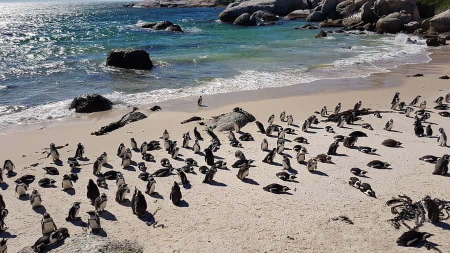 Cape Point & Penguins: Private Cape Peninsula Tour. - Key highlights worth your time
