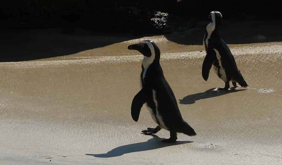 Cape Point & Penguins: Private Cape Peninsula Tour. - Muizenberg and False Bay, where you get breathing room