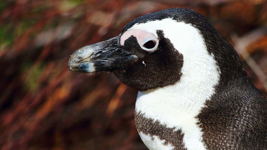Cape Point & Penguins: Private Cape Peninsula Tour. - Hout Bay and the Atlantic Seaboard finish strong