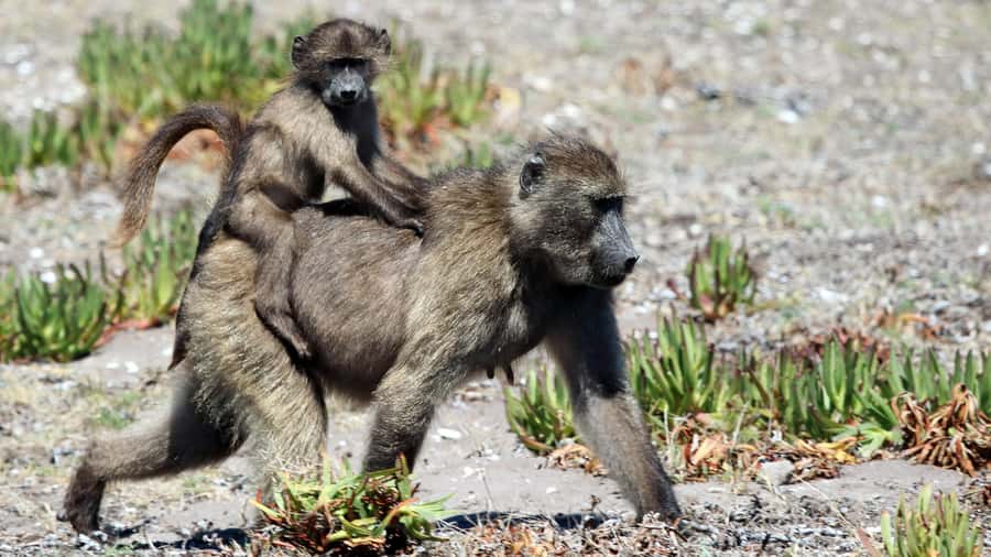 Cape Point & Penguins: Private Cape Peninsula Tour. - Why the $251 per person price can make sense